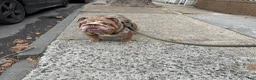 English Bulldog dogs for stud: Tyson  - Ad 7