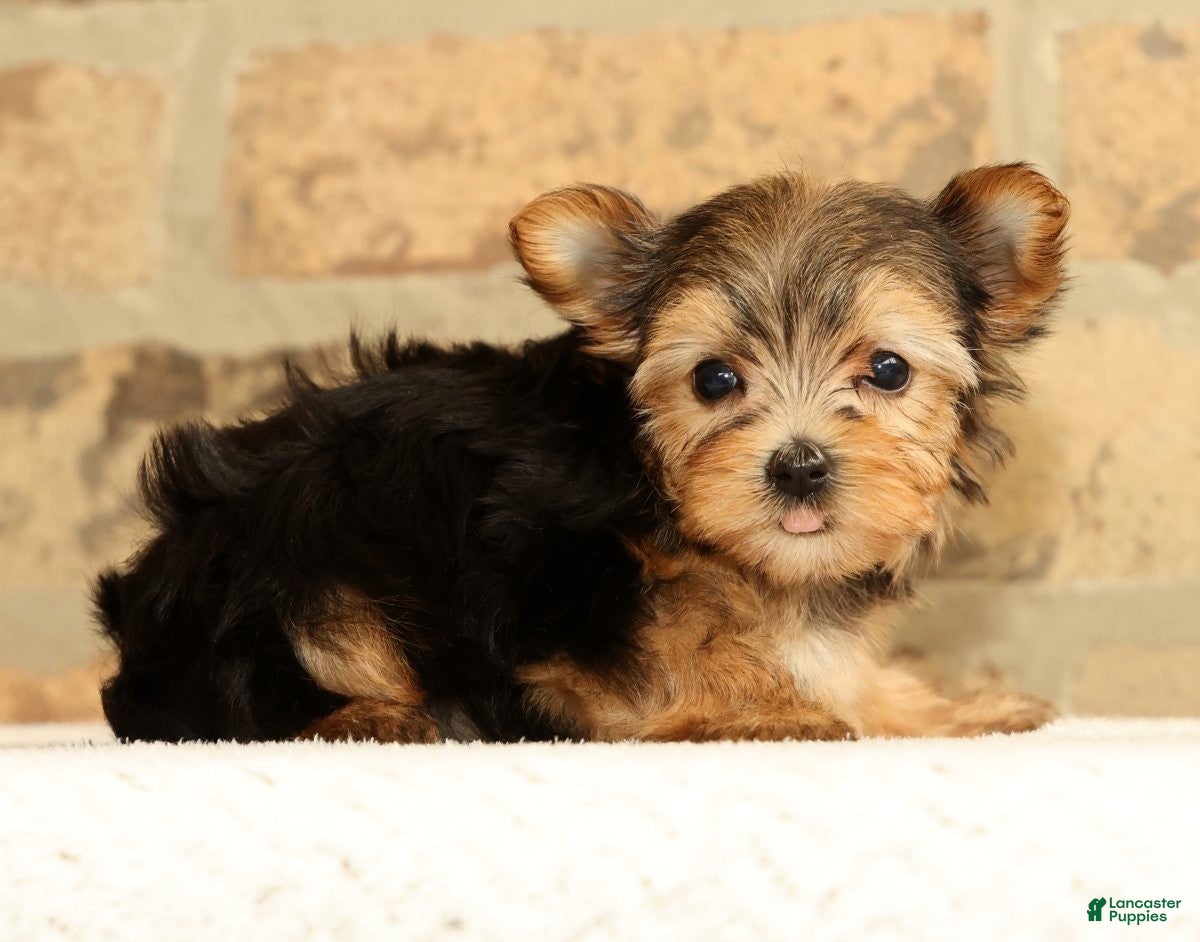 Yorkshire Terrier dogs Princess - Ad 2