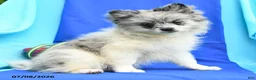 Pomeranian dogs for sale: Mandy - Ad 4