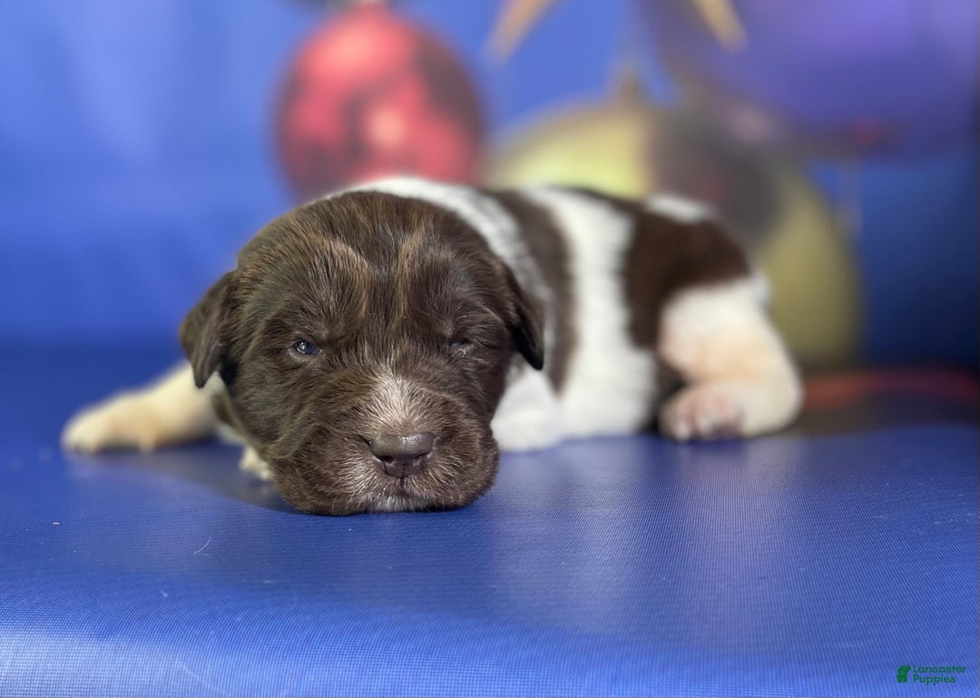 Mixed Breed dogs for sale: Stewie OFA DNA  - Ad 5