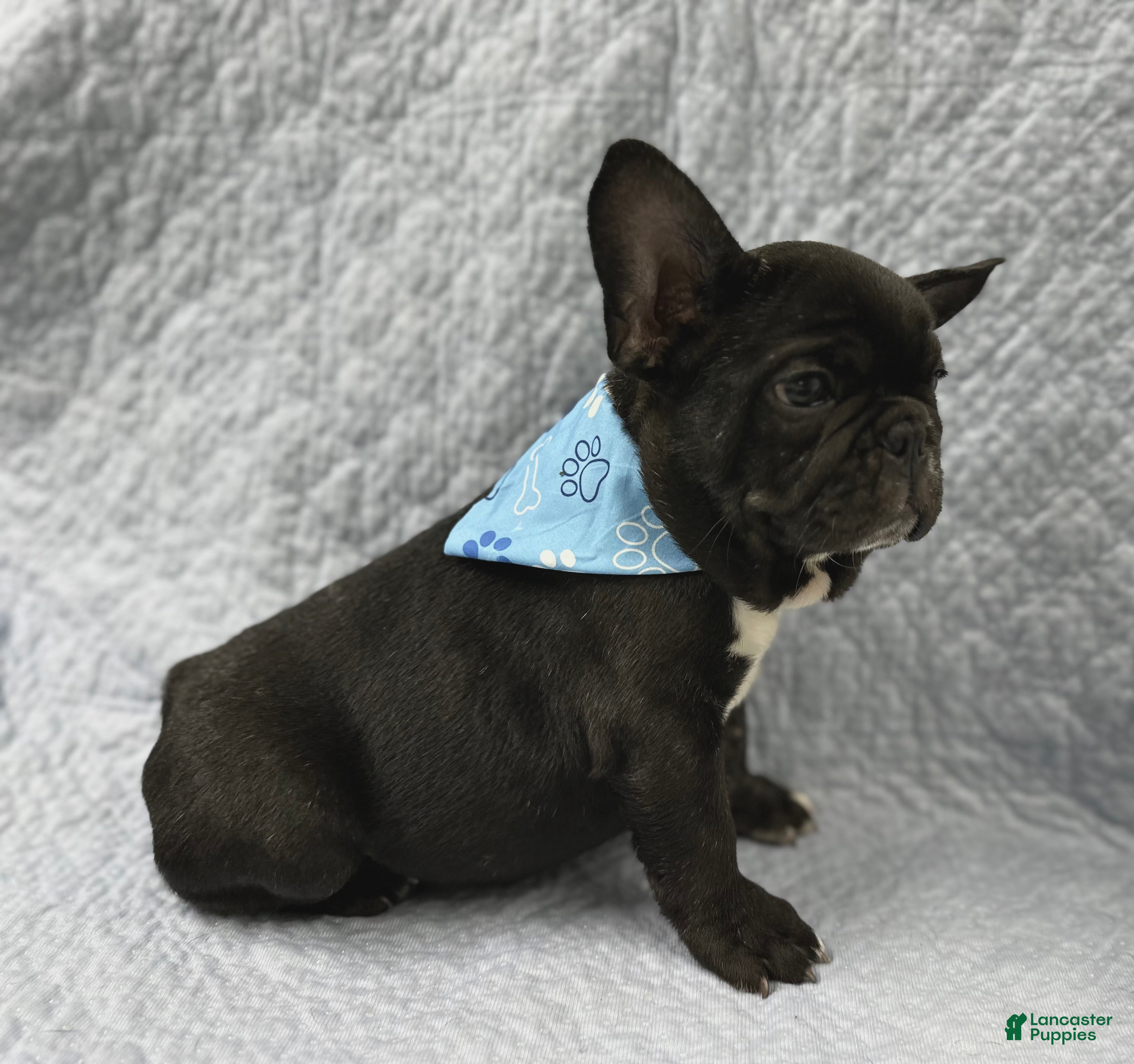 Mixed Breed dogs Bingo - Ad 2