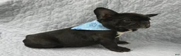 Mixed Breed dogs for sale: Bingo - Ad 2