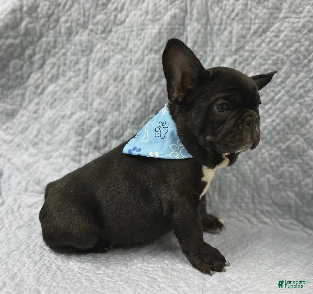 Mixed Breed dogs for sale: Bingo - Ad 2
