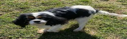 Cavalier King Charles Spaniel dogs for sale: Harris- Blue merle tri - Ad 5