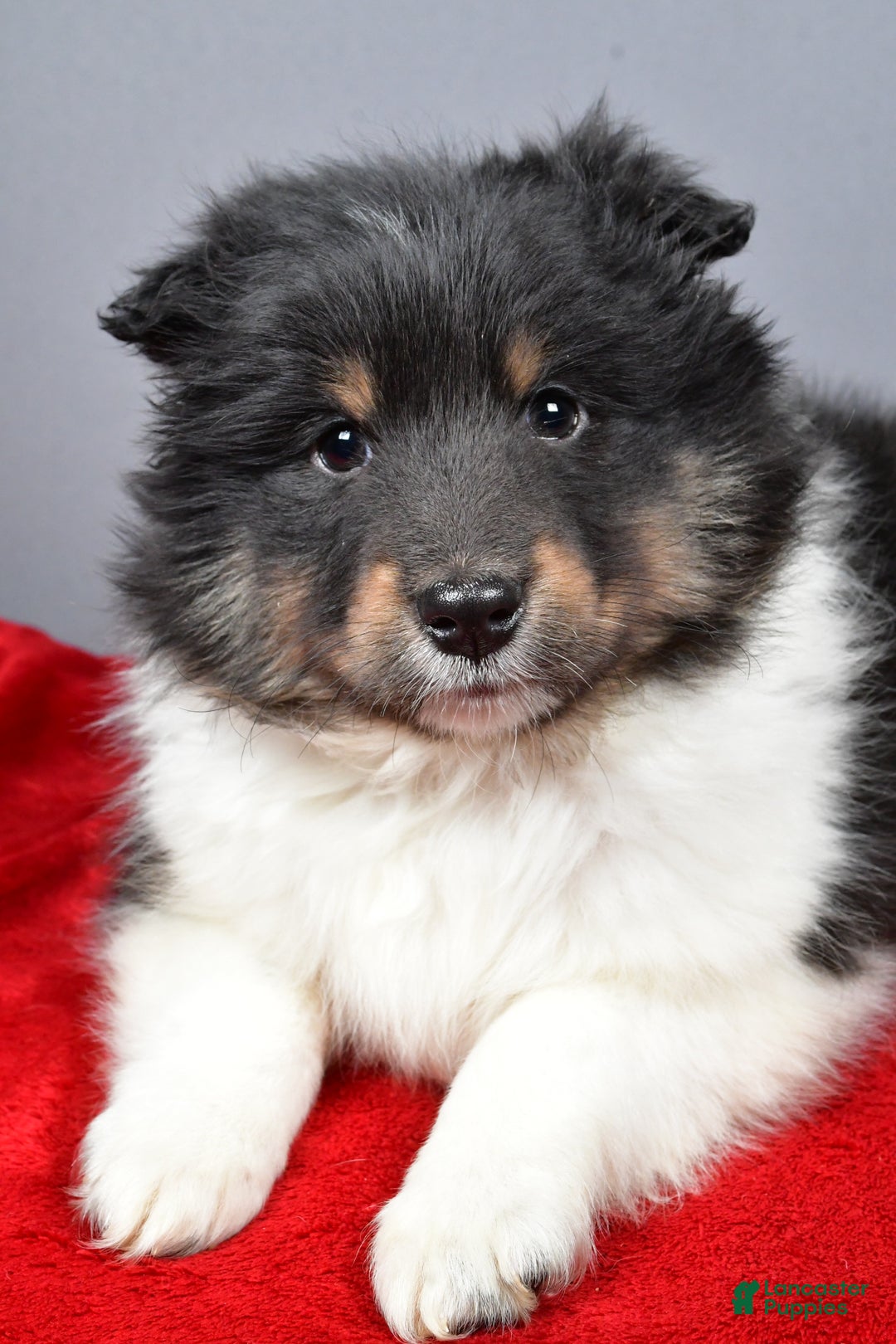 Shetland Sheepdog dogs for sale: Trixie - Ad 7