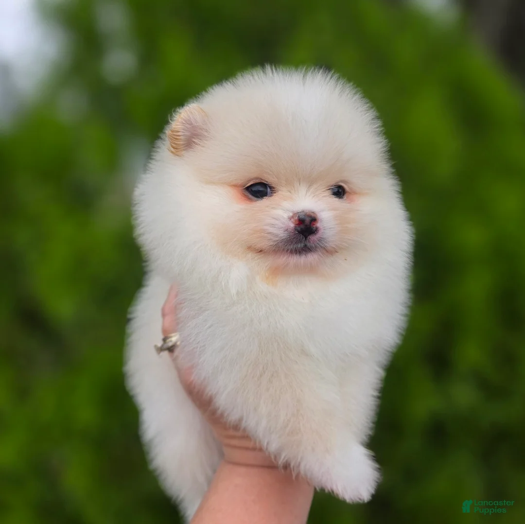 Pomeranian dogs for sale: Raphael  - Ad 3