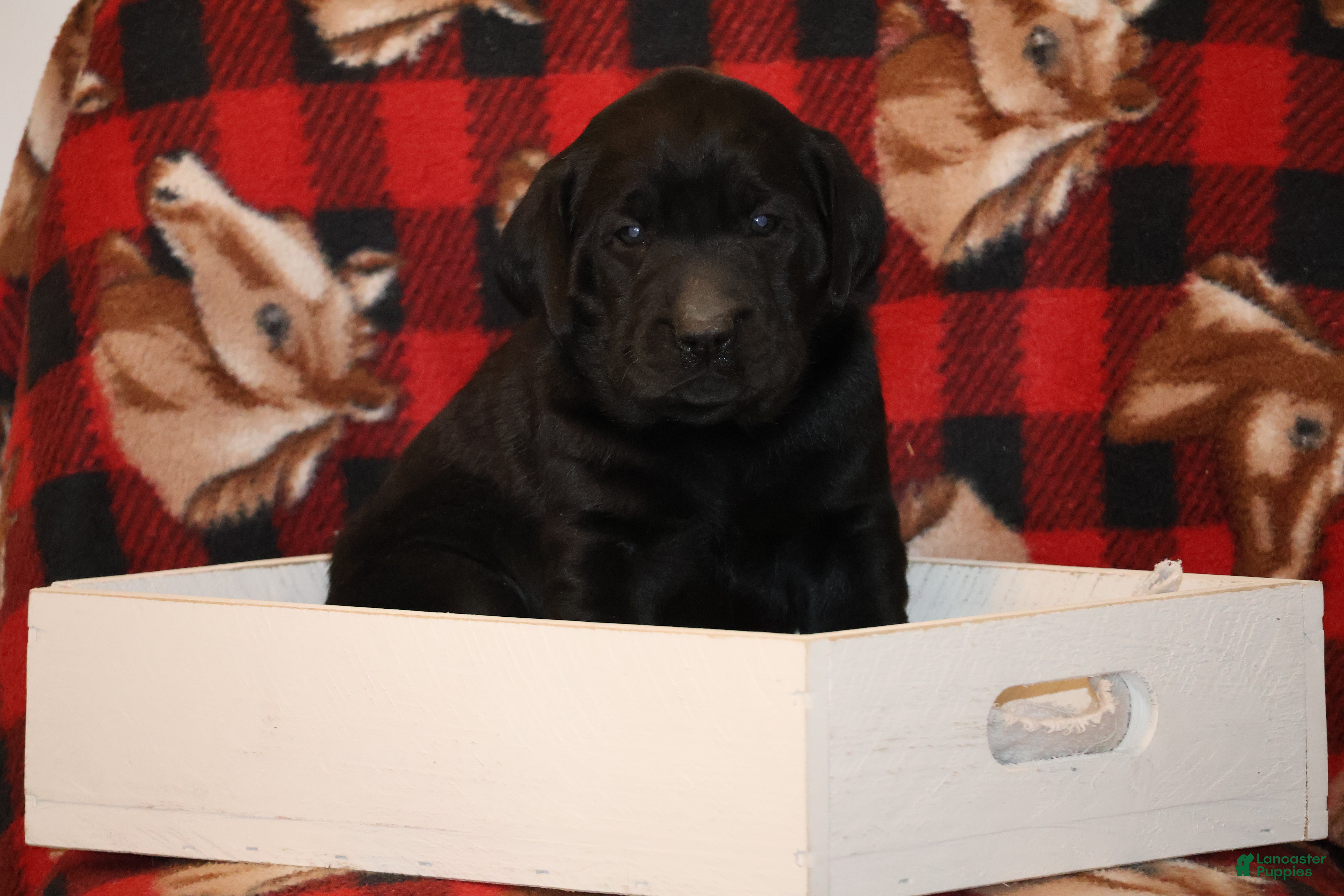 Labrador Retriever dogs Max  - Ad 13