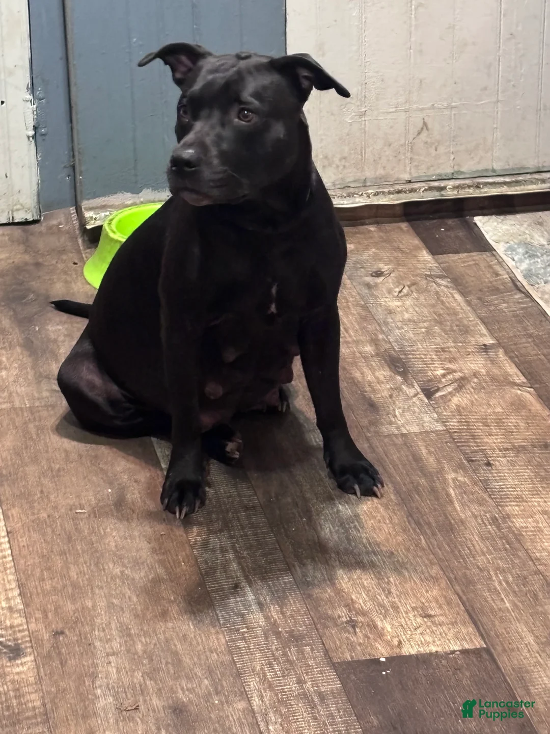 Mixed Breed dogs for sale: Little miss piglet  - Ad 14