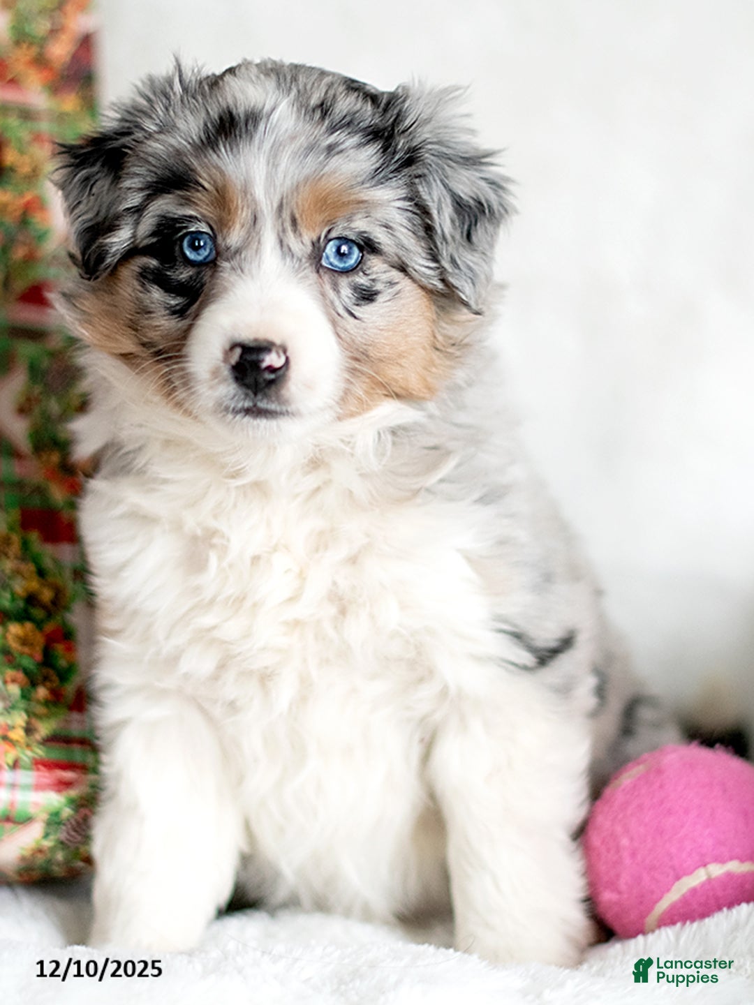 Mixed Breed dogs for sale: Eis - Ad 3