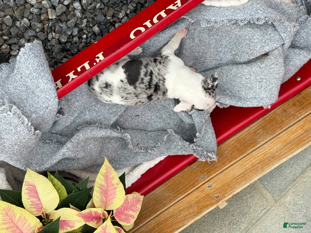 Chihuahua dogs for sale: Clara - Ad 4