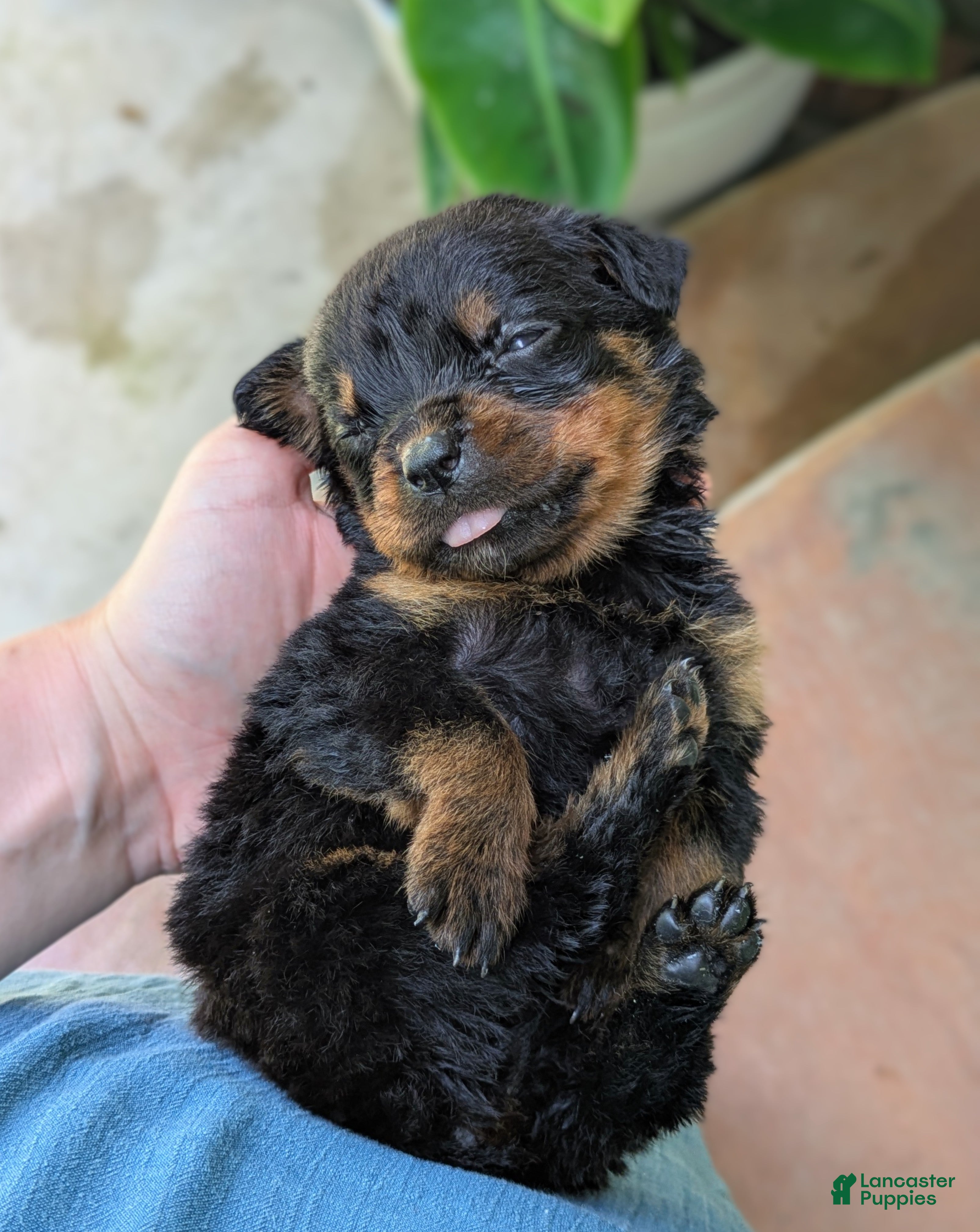 Rottweiler dogs Tunderbird - Ad 2