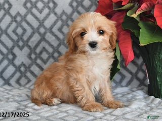 Cavapoo dogs Evan - Ad 19