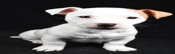 Jack Russell Terrier dogs for sale: Pansy - Ad 2