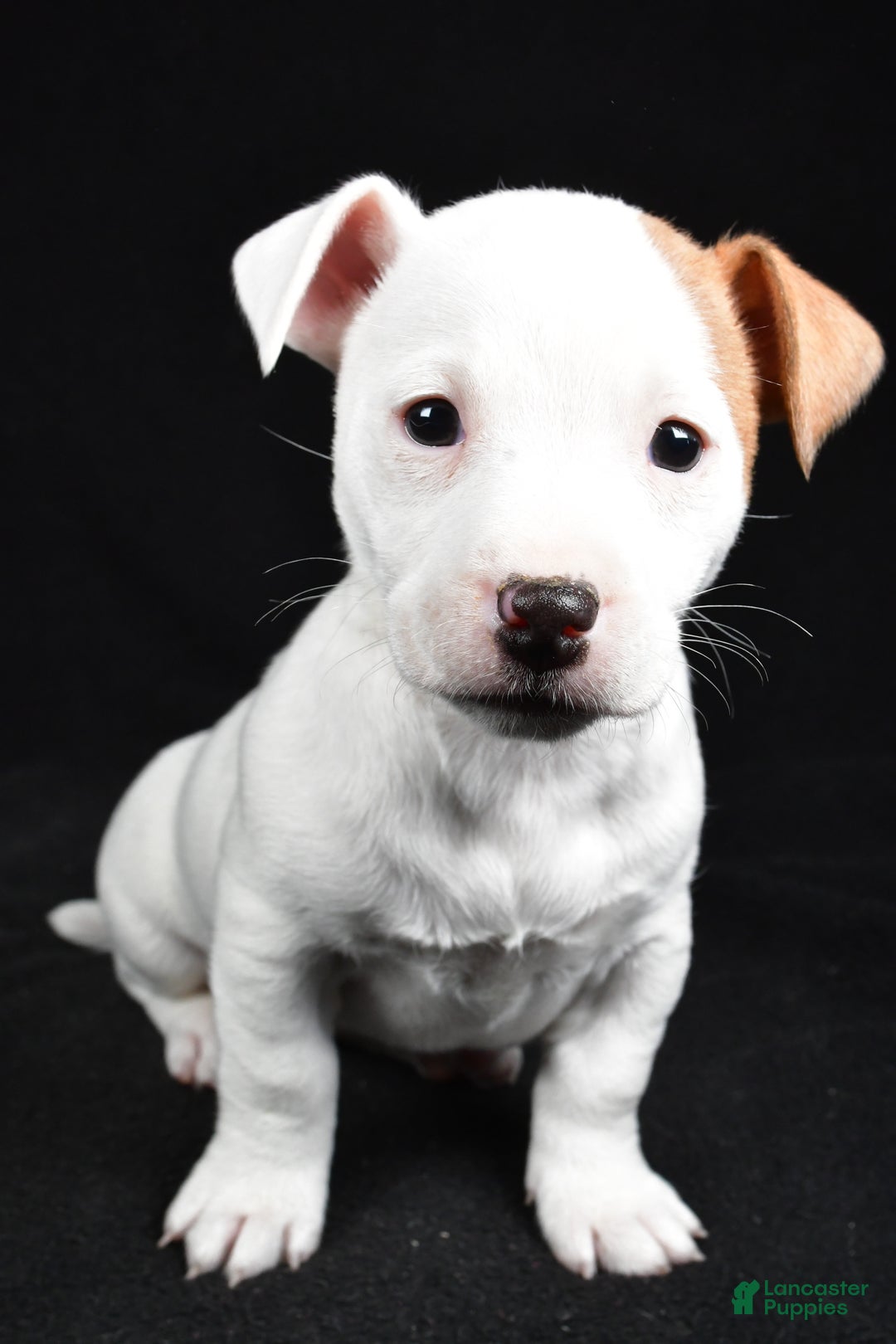Jack Russell Terrier dogs for sale: Pansy - Ad 2