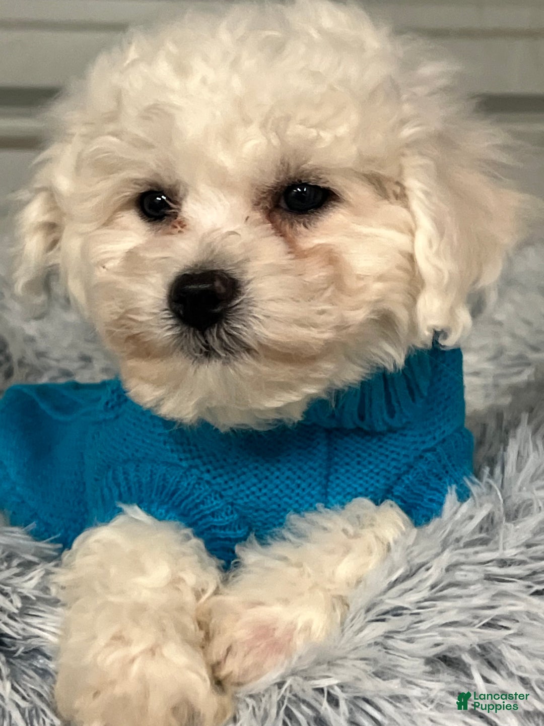 Bichon Frise dogs for sale: Trevor - Ad 2