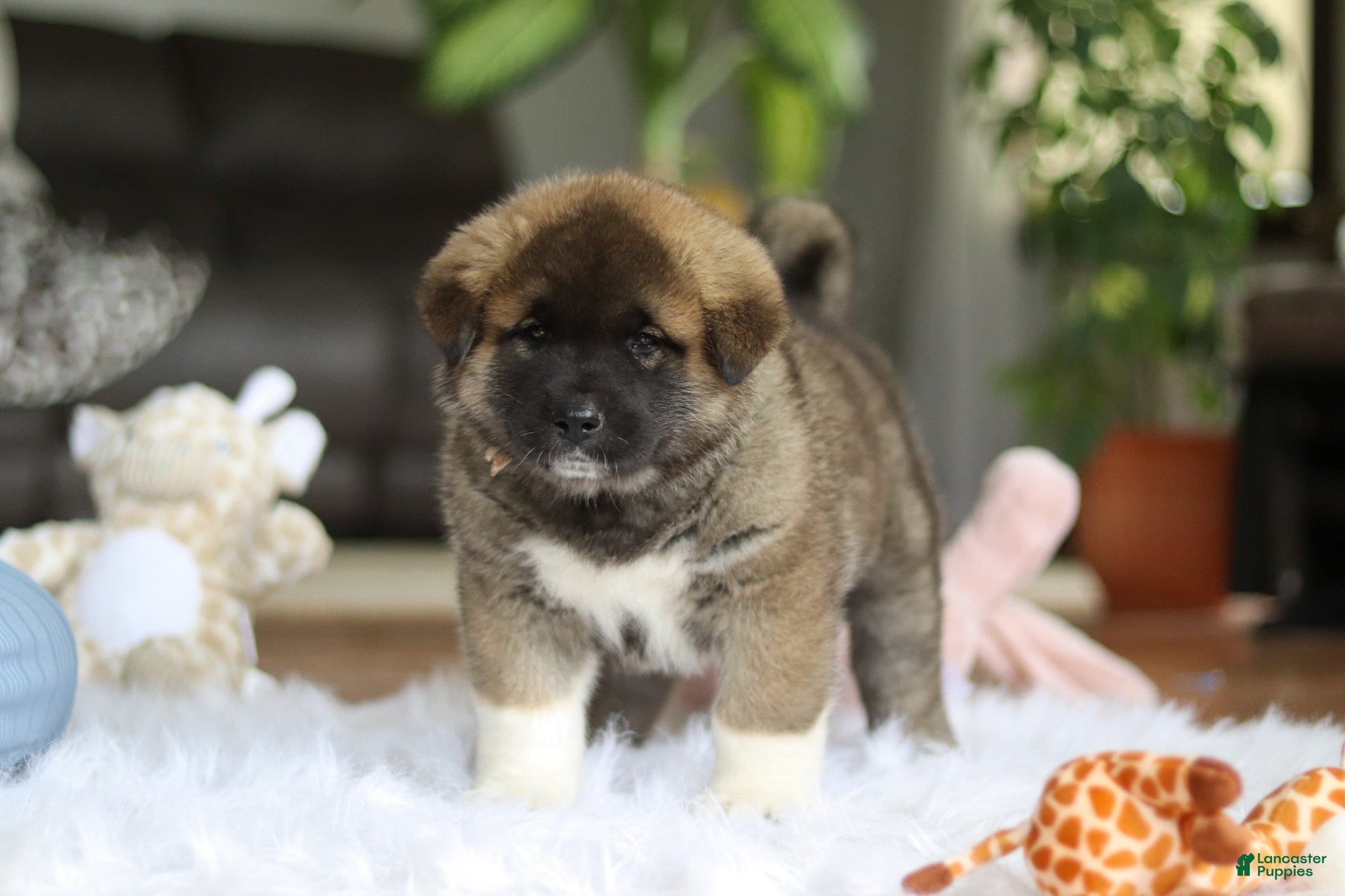 Akita dogs for sale: Omen  - Ad 3