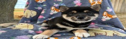 Shiba Inu dogs for sale: Bella  - Ad 4