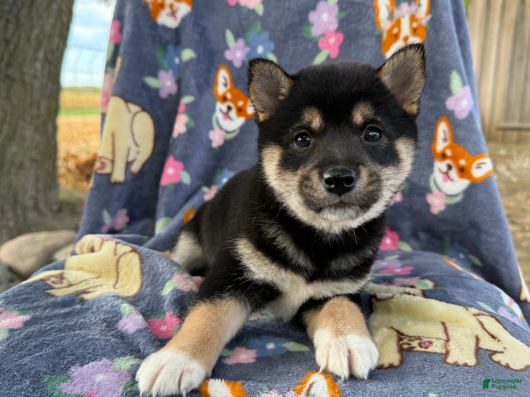 Shiba Inu dogs for sale: Bella  - Ad 4