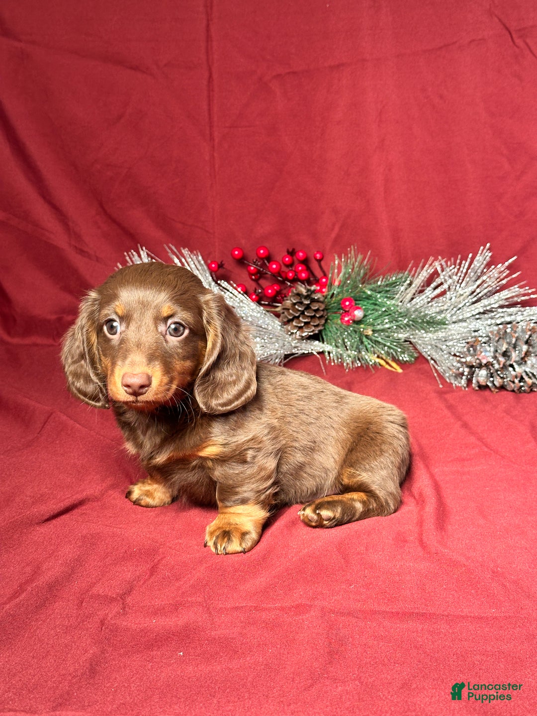 Miniature Dachshund dogs for sale: Scottie  - Ad 3
