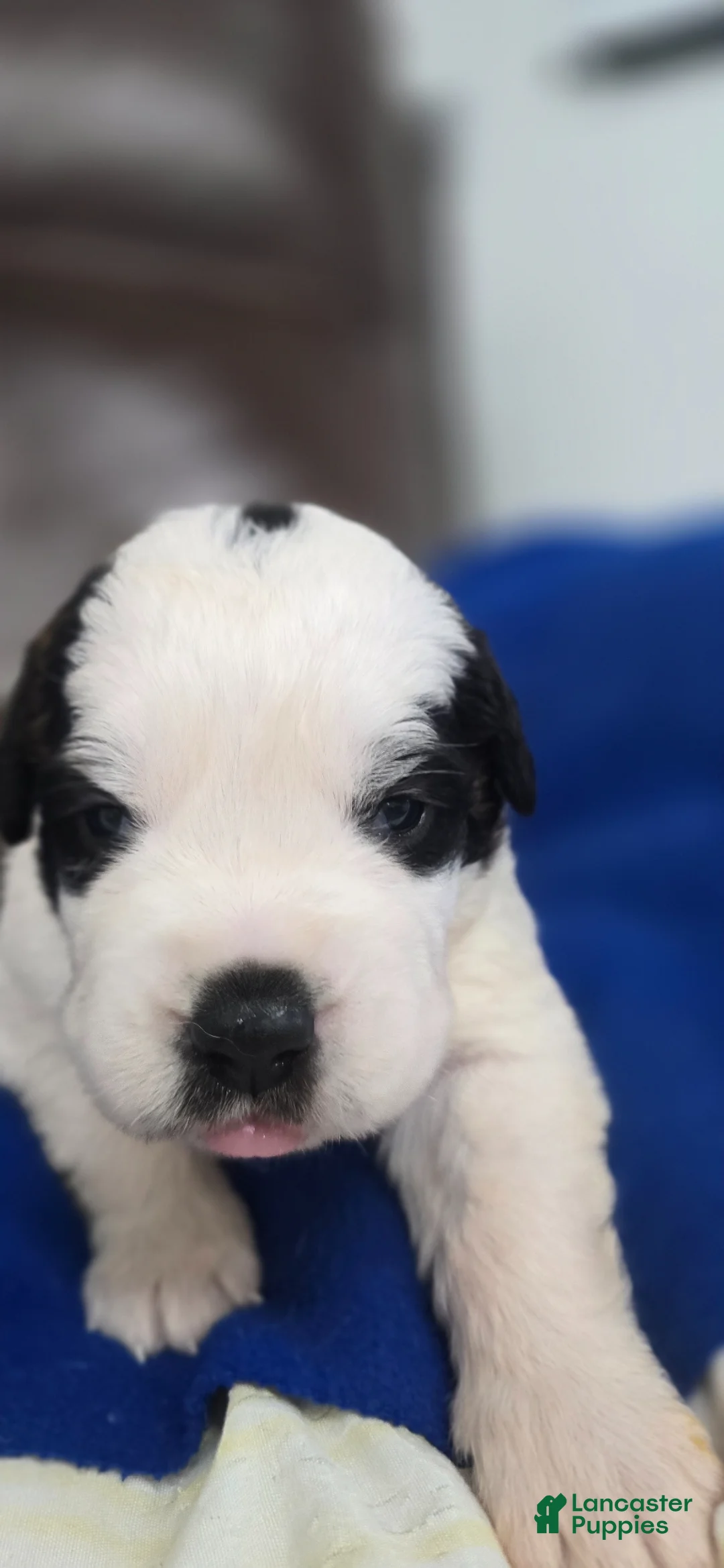 Saint Bernard dogs for sale: Melvin - Ad 2
