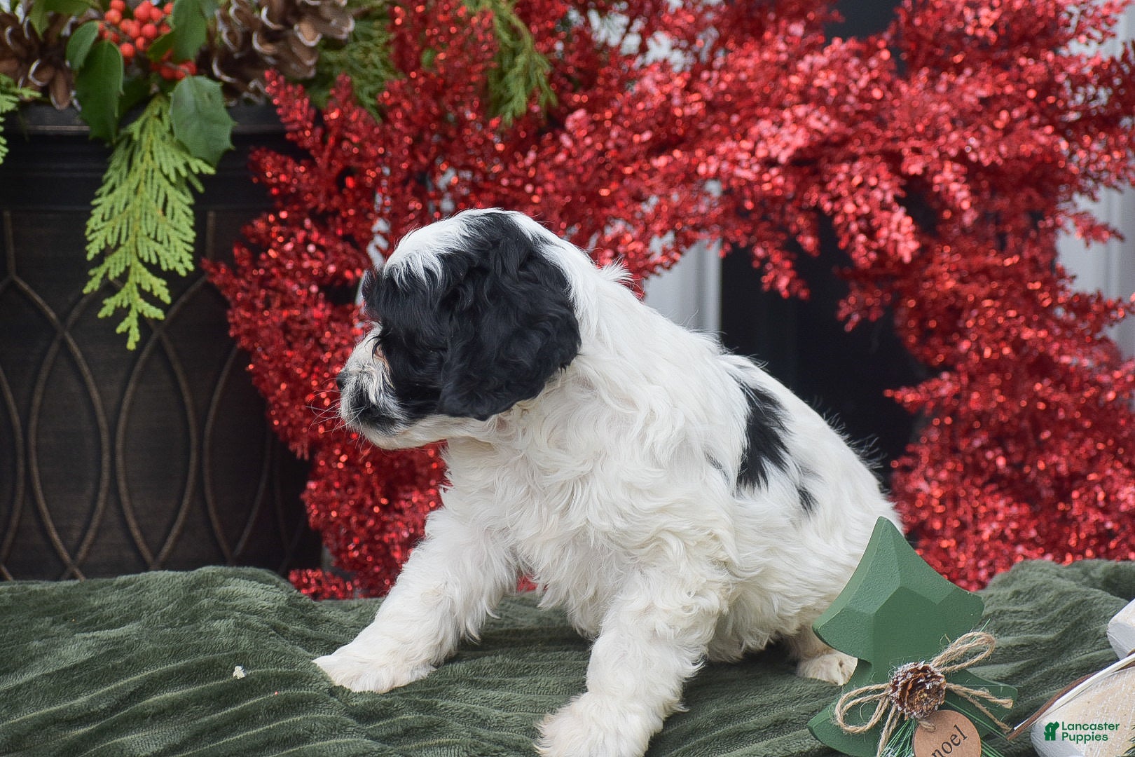 Cockapoo dogs Myrn  - Ad 2