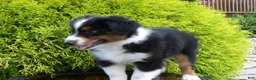 Miniature Australian Shepherd dogs for sale: Alvin - Ad 4