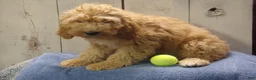 Cockapoo dogs for sale: Baxter - Ad 3