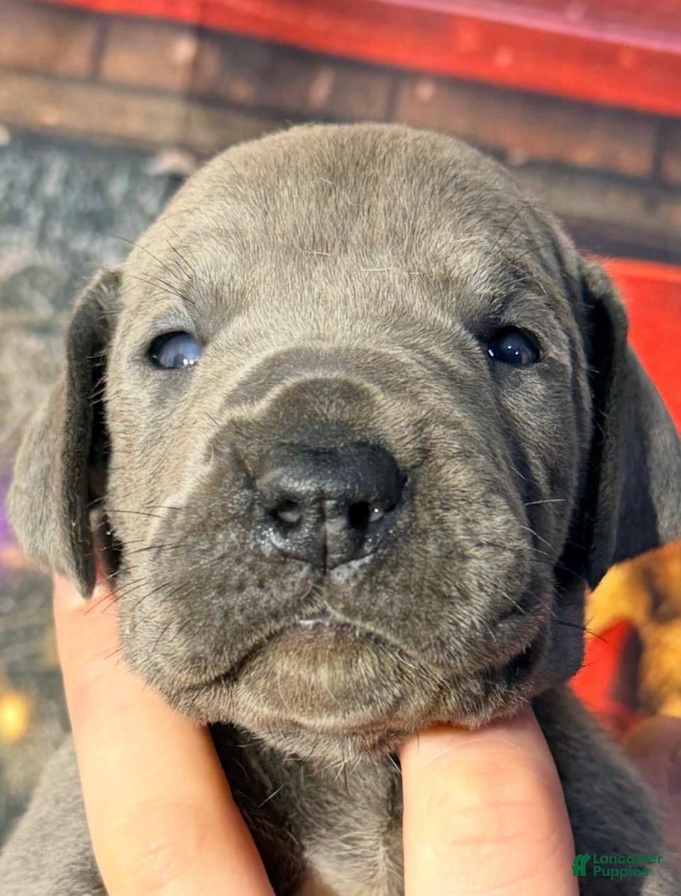 Great Dane dogs Willow - Blue - Ad 26