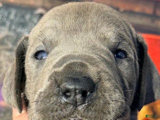 Great Dane dogs Willow - Blue - Ad 14