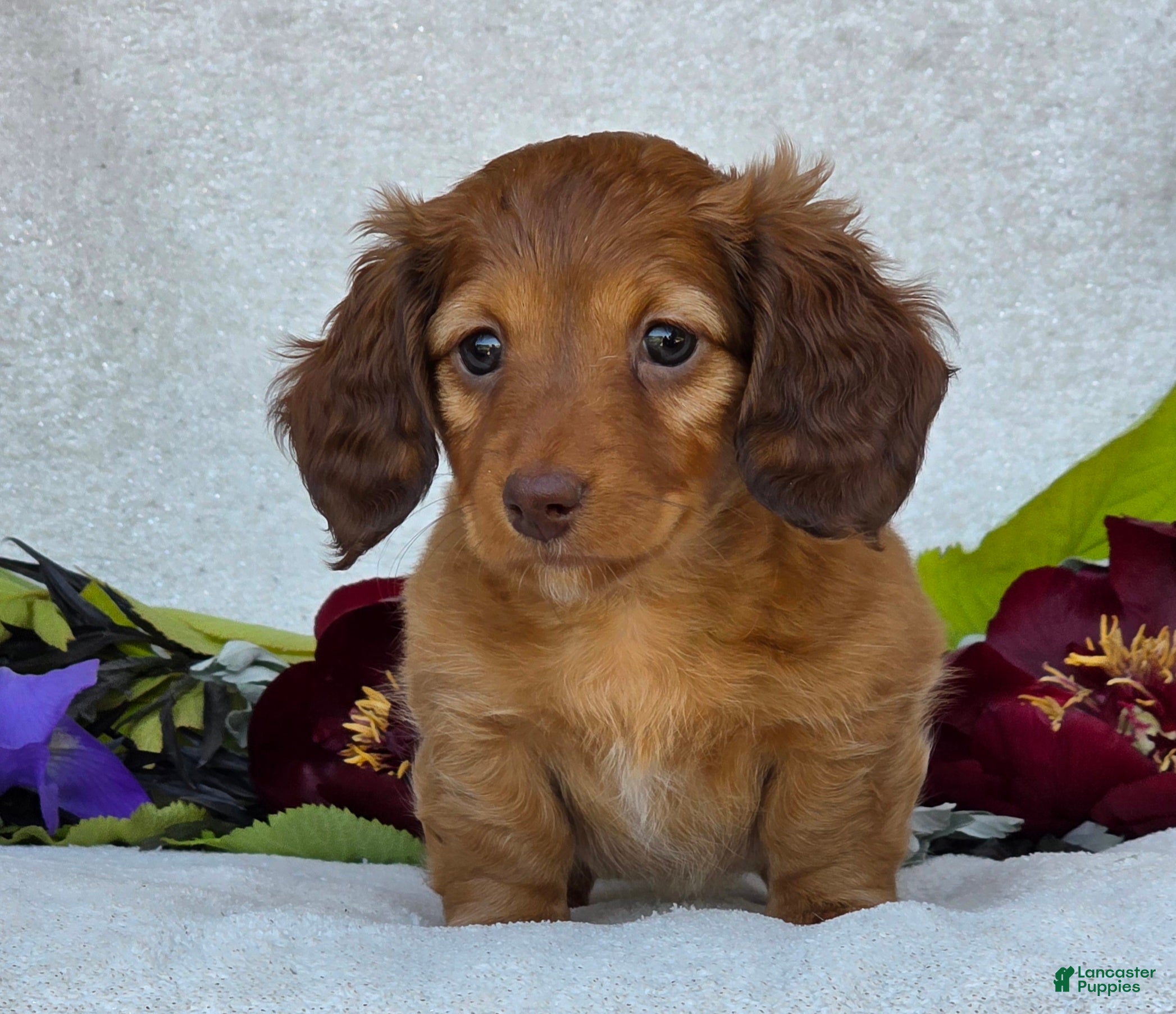 Miniature Dachshund dogs for sale: Liana - Ad 6