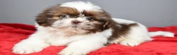 Shih Tzu dogs for sale: Peanut - Ad 6