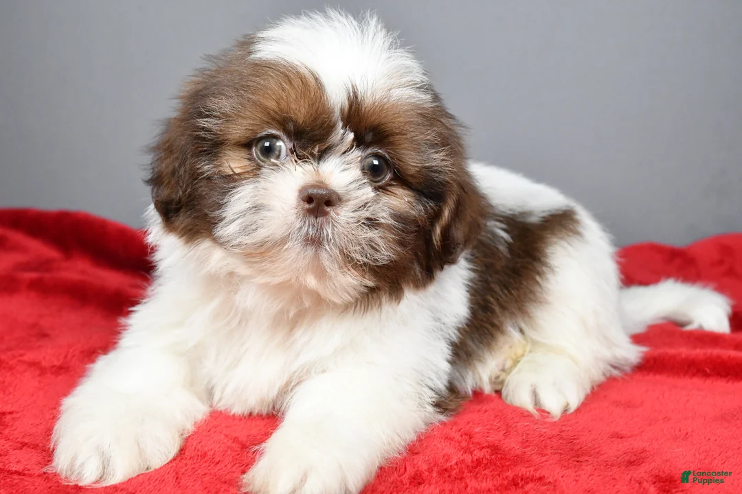 Shih Tzu dogs for sale: Peanut - Ad 1