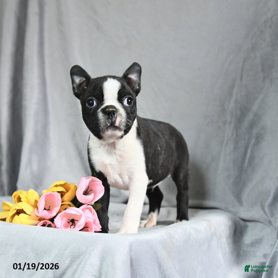 Boston Terrier dogs Benson - Ad 33