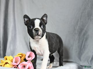 Boston Terrier dogs Benson - Ad 41
