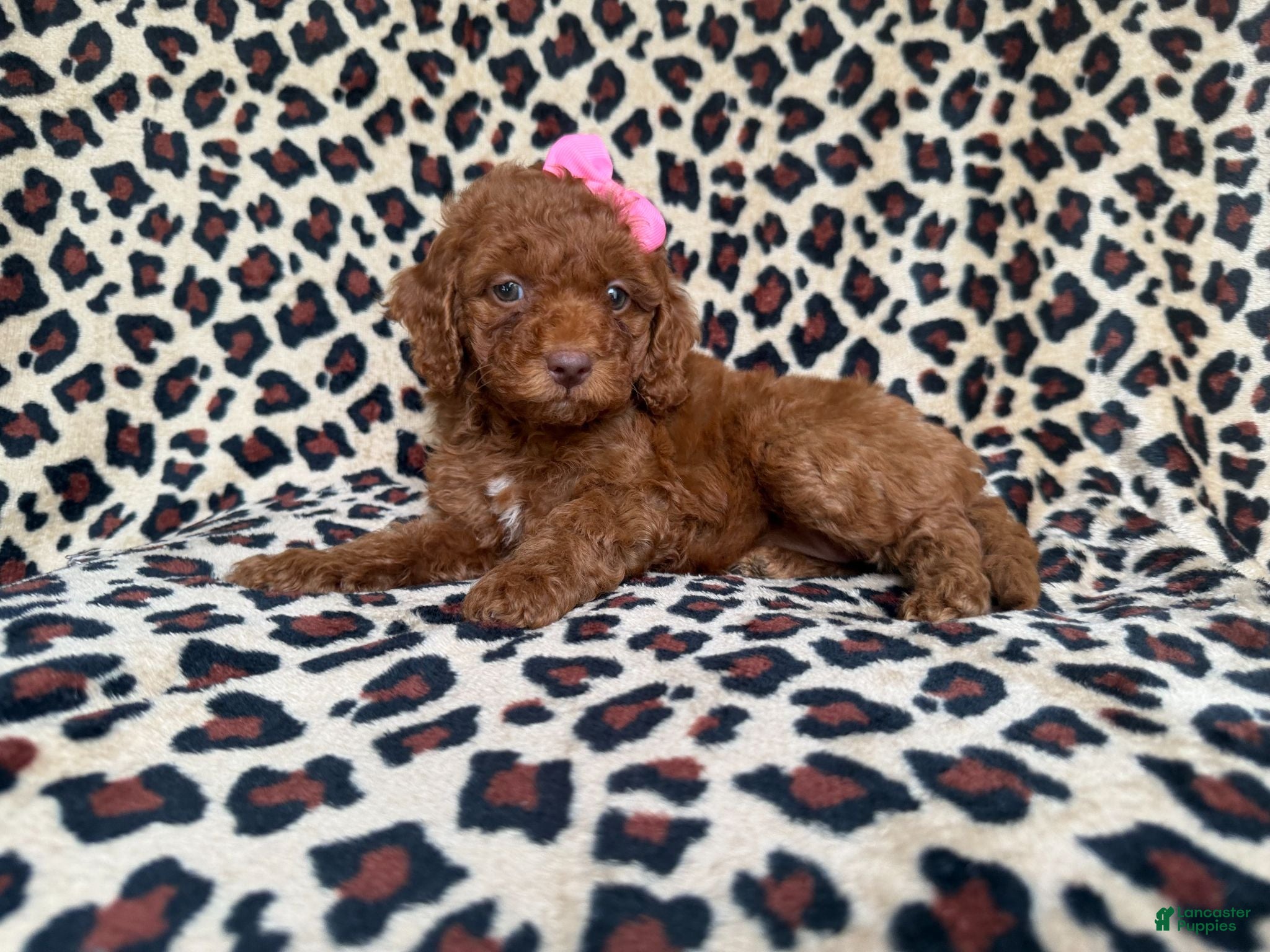 Cockapoo dogs Macey - Ad 17