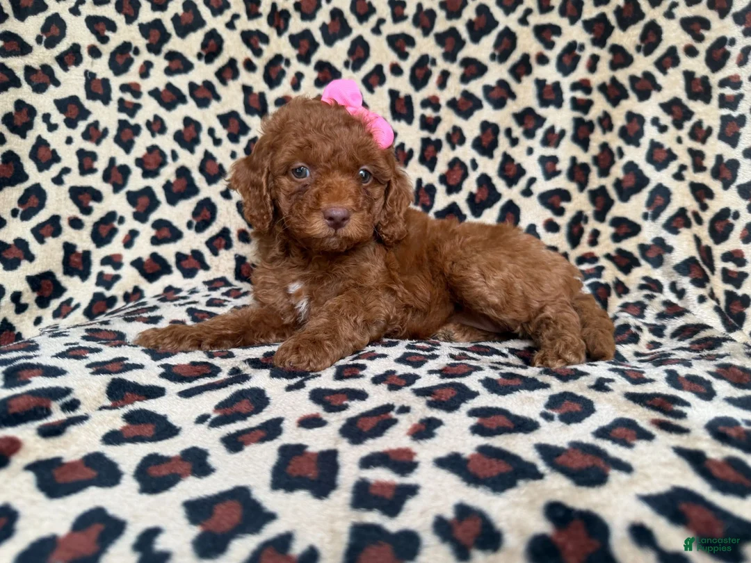 Cockapoo dogs for sale: Macey - Ad 1