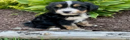 Mini Bernedoodle dogs for sale: Webster - Ad 2