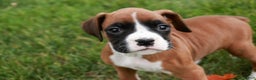 Boxer dogs for sale: Clara - Ad 10