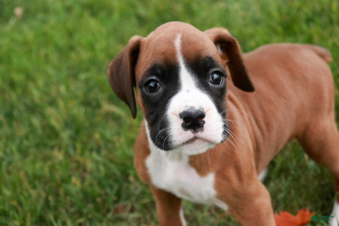 Boxer dogs for sale: Clara - Ad 10