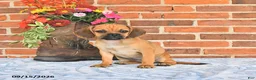 Puggle dogs for sale: Shoshannah - Ad 5