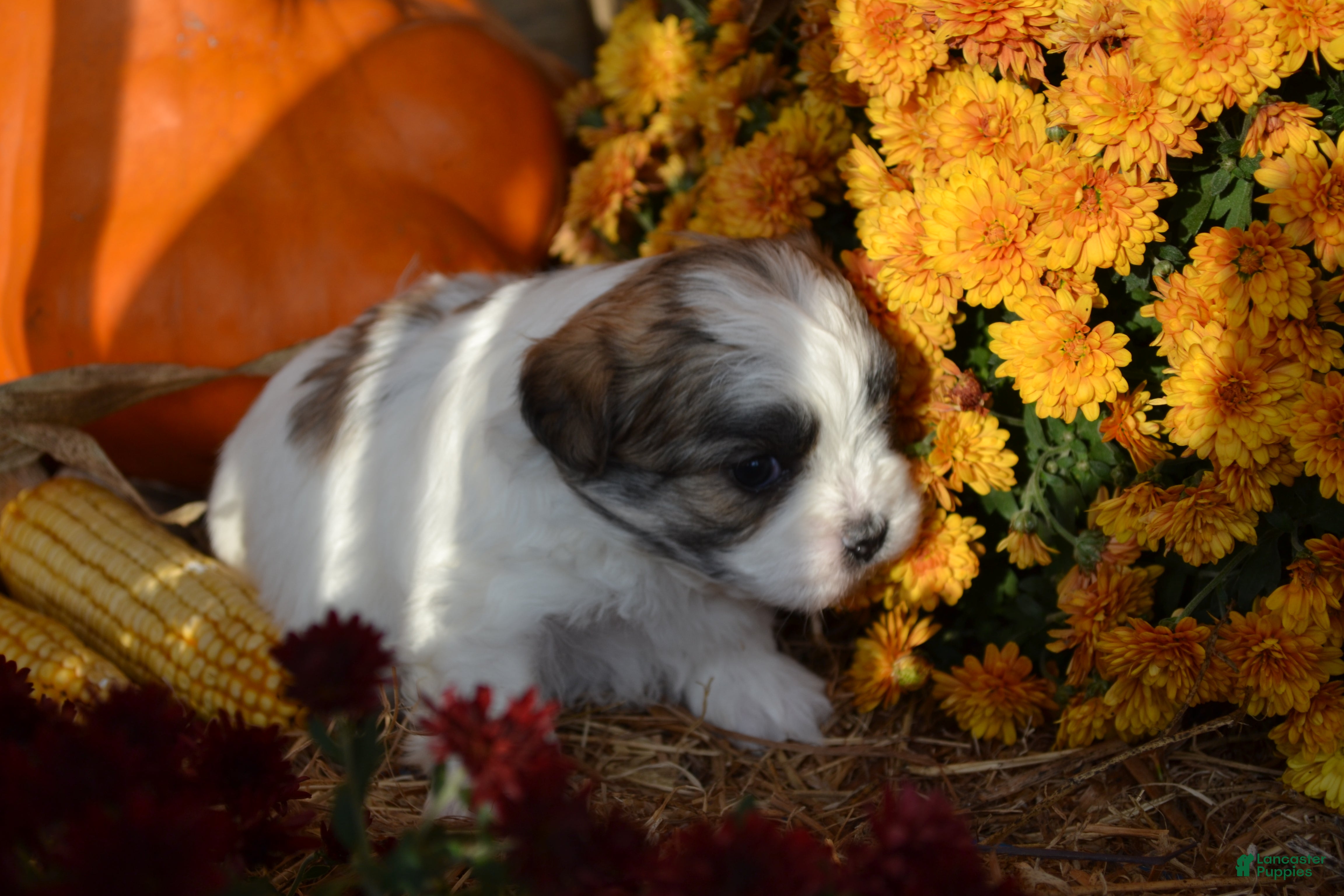 Malshi dogs for sale: Storme - Ad 2