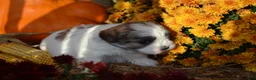 Malshi dogs for sale: Storme - Ad 2