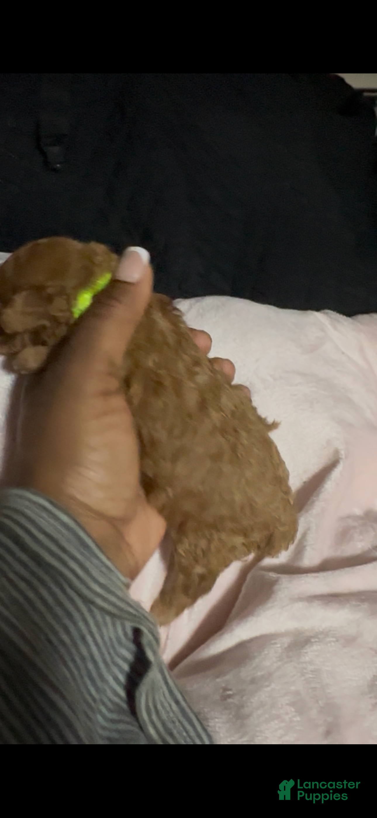Toy Poodle dogs Fern - Ad 28