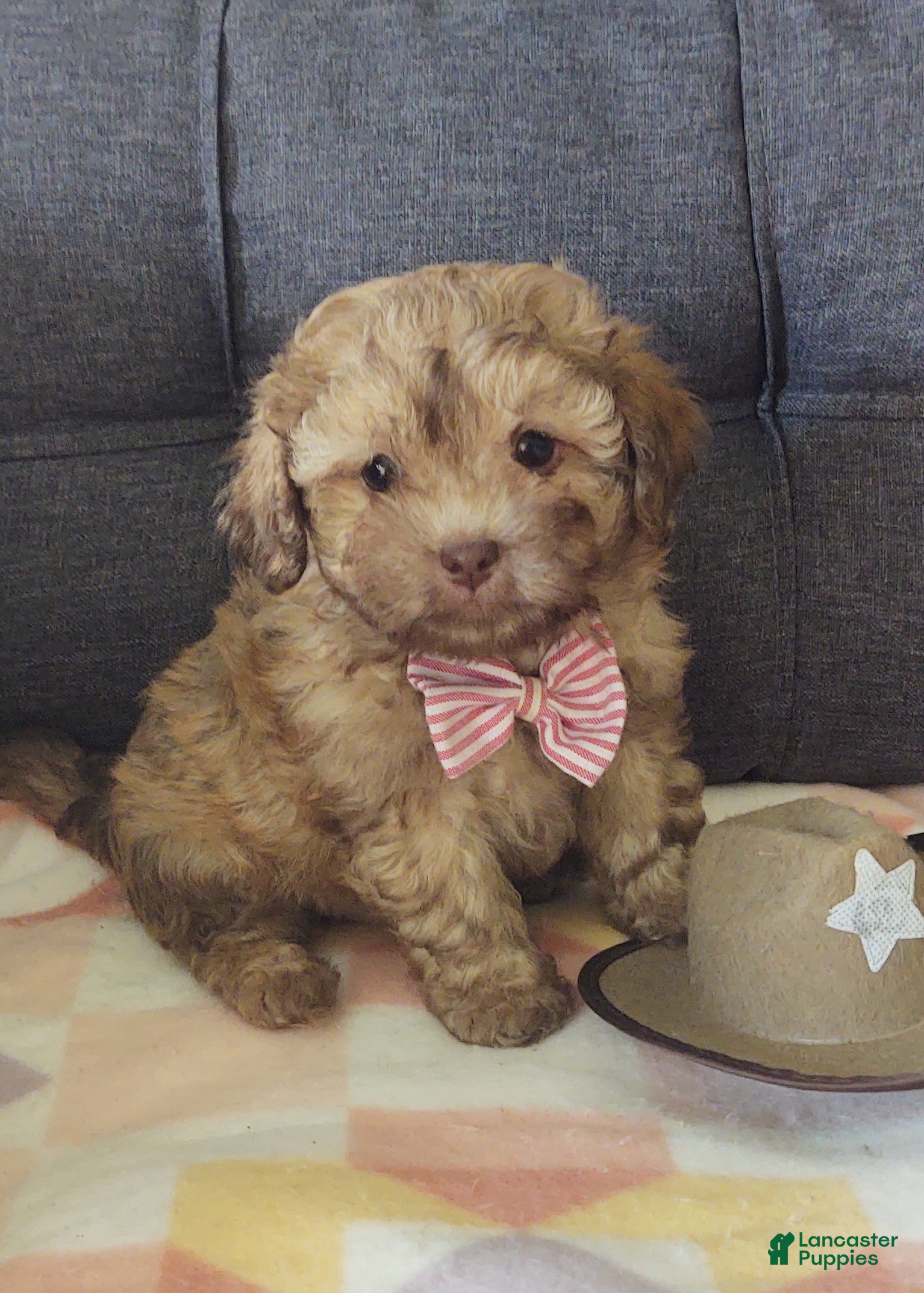 Maltipoo dogs Joedirt - Ad 1