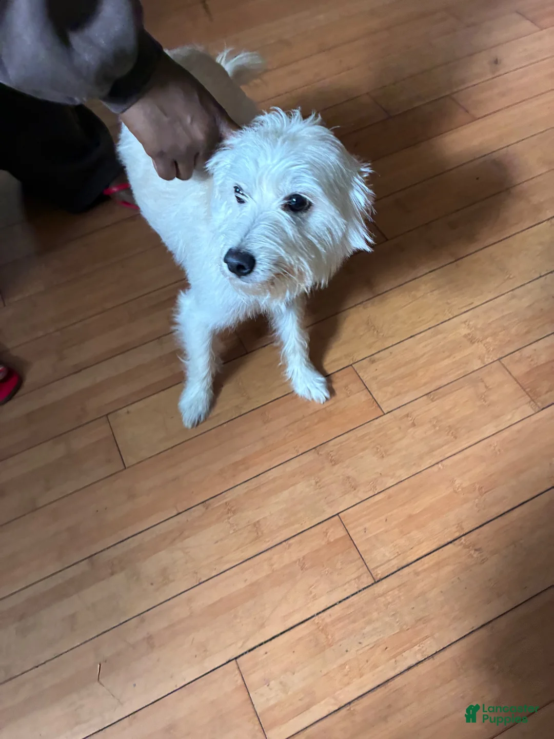 Mixed Breed dogs for sale: Mixed Breed 1 - Ad 1