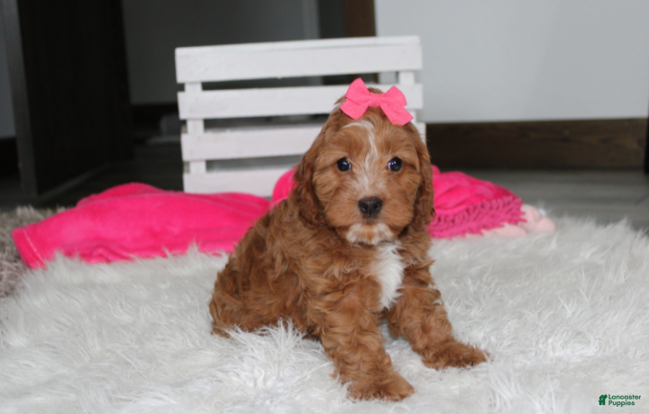 Cockapoo dogs Felicity  - Ad 1