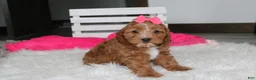 Cockapoo dogs for sale: Felicity  - Ad 12