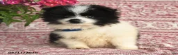 Pomeranian dogs for sale: Mitch - Ad 4