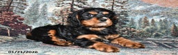 Cavalier King Charles Spaniel dogs for sale: Raven - Ad 2