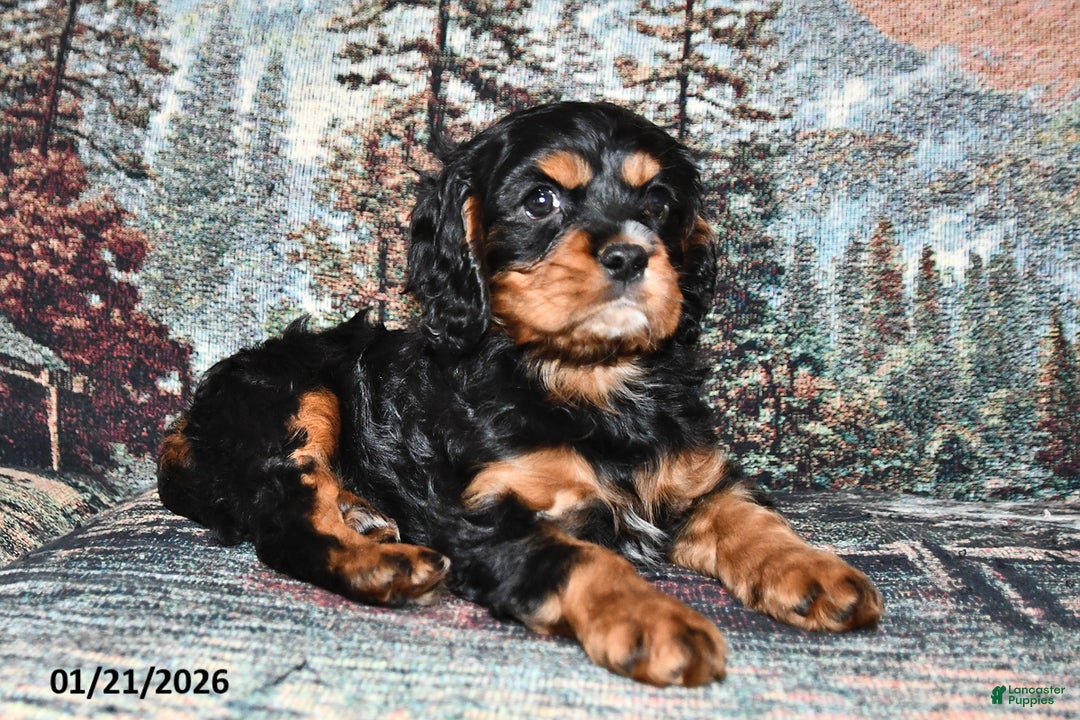 Cavalier King Charles Spaniel dogs for sale: Raven - Ad 2